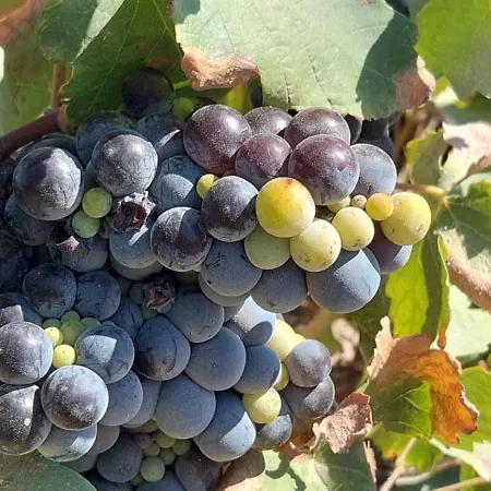 Villa Scirocco Fira (Santorini)