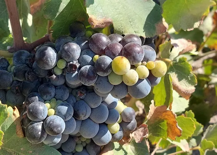 Villa Scirocco Fíra